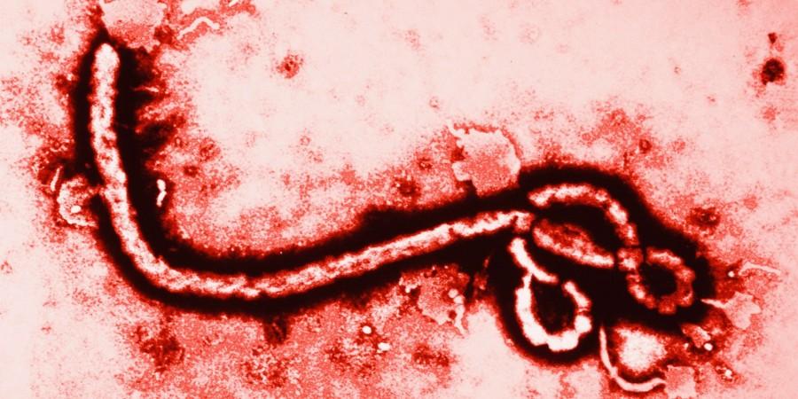 Ebola in the US: What You Need to Know
