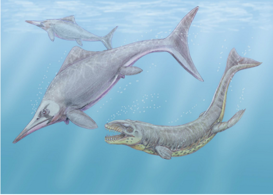 This+artist%E2%80%99s+interpretation+of+the+jurassic+ocean+shows+the+ichthyosaurid+Caypullisaurus+being+ambushed+by+the+crocodylomorph+Dakosaurus