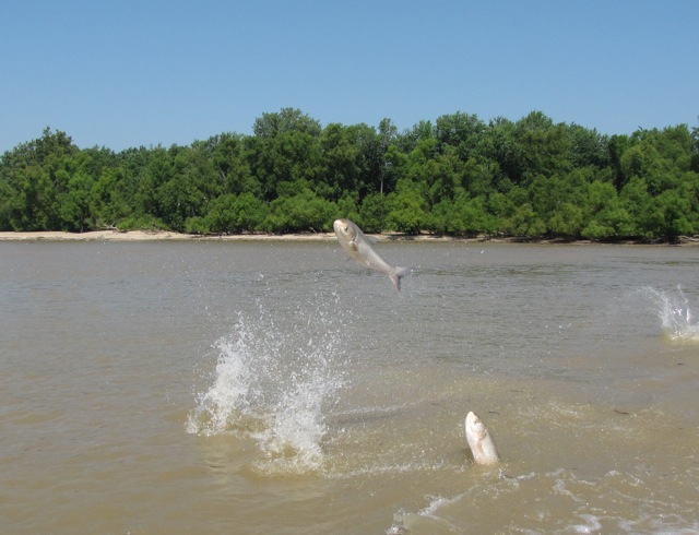 Asian carp jumps out of the water