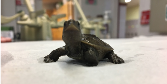 A picture of a Diamondback Terrapin 